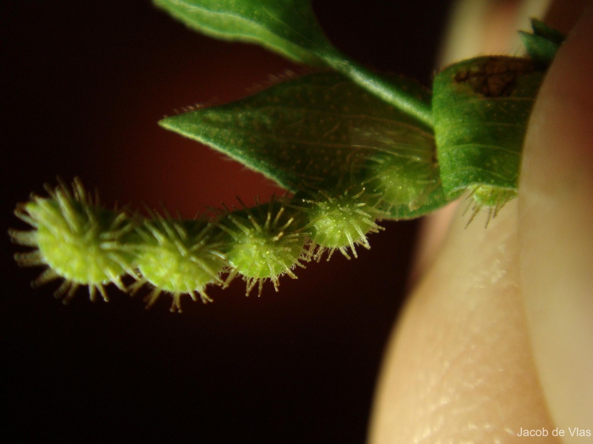 Zornia gibbosa Span.